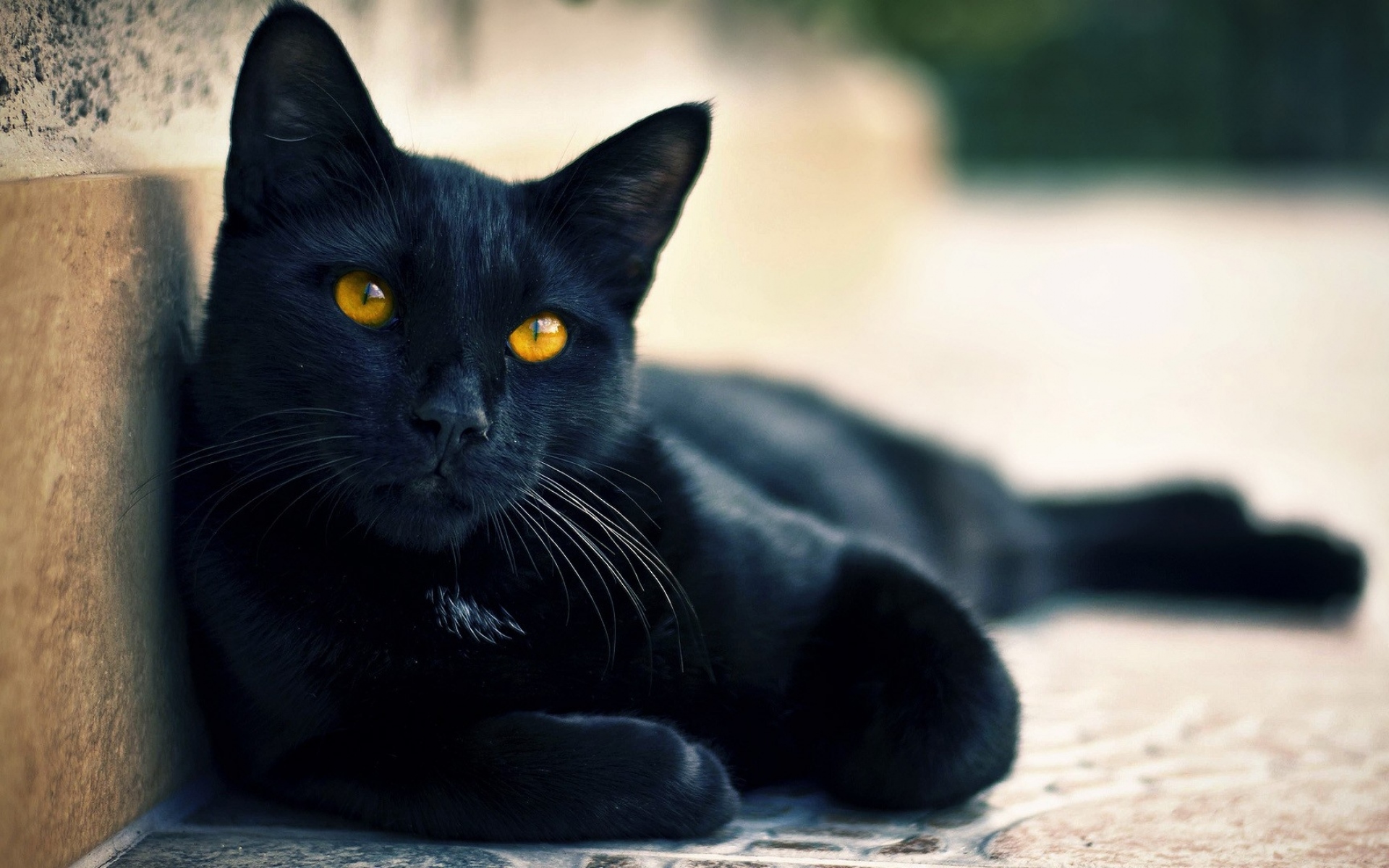 Картинки Черная кошка, лежа, отдых фото и обои на рабочий стол