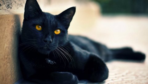 Черная кошка, лежа, отдых