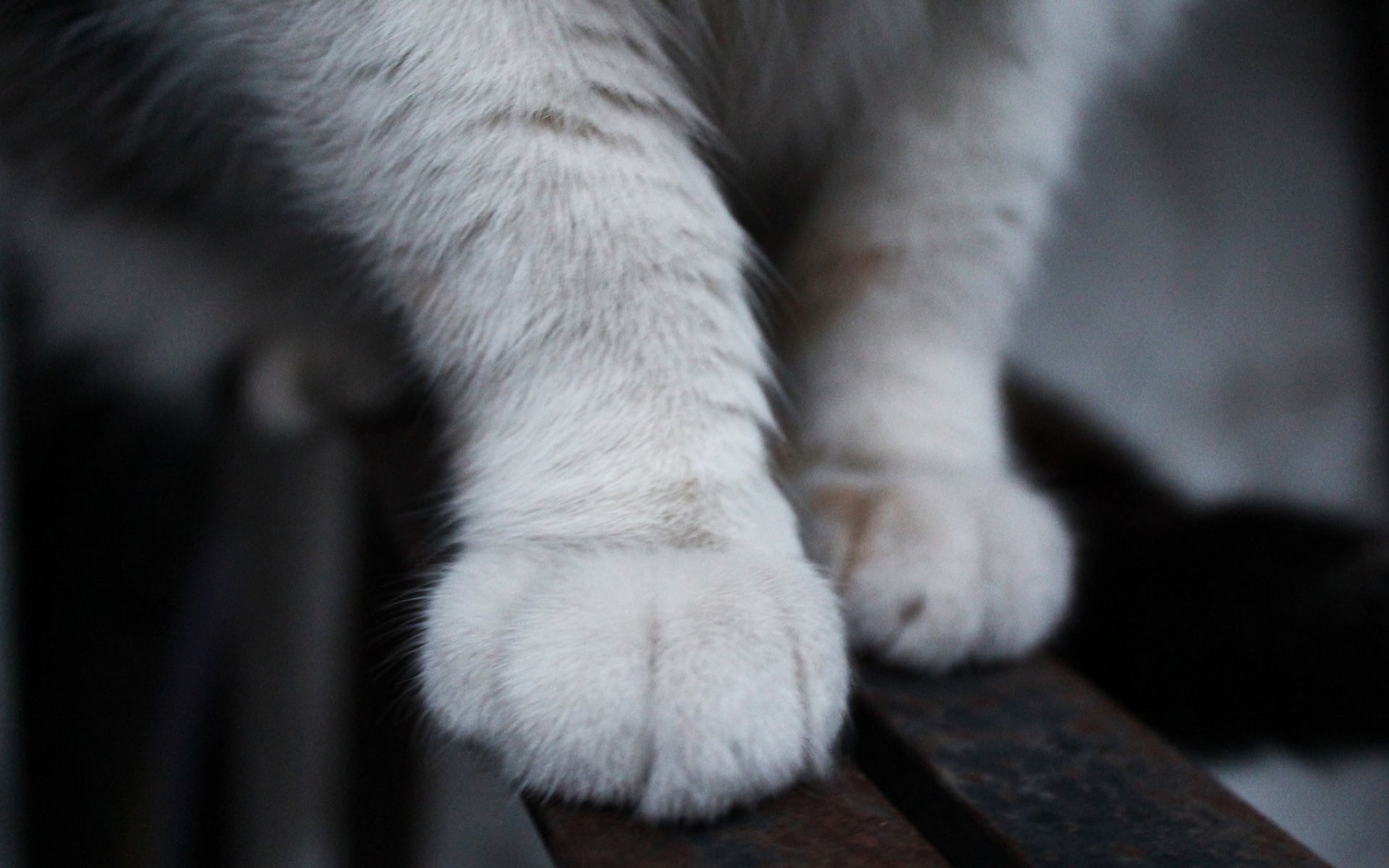 Теплые лапки. Лапка кота. Кошачья лапа. Ножки котика. Белые кошачьи лапки.