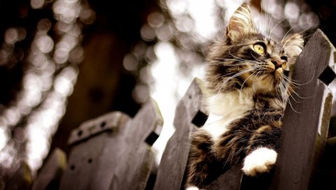 Кошка, забор, сверкание, скалолазание