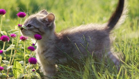 Котенок, серый, трава, цветы