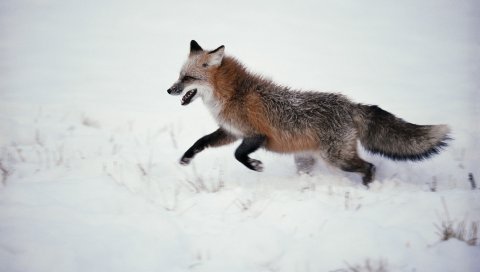 Лиса, снег, прогулка, бег