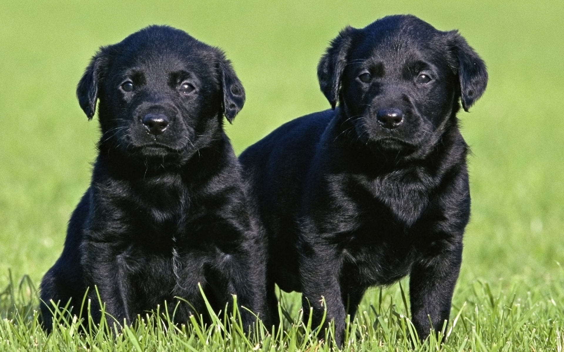 Лабрадор черный щенок