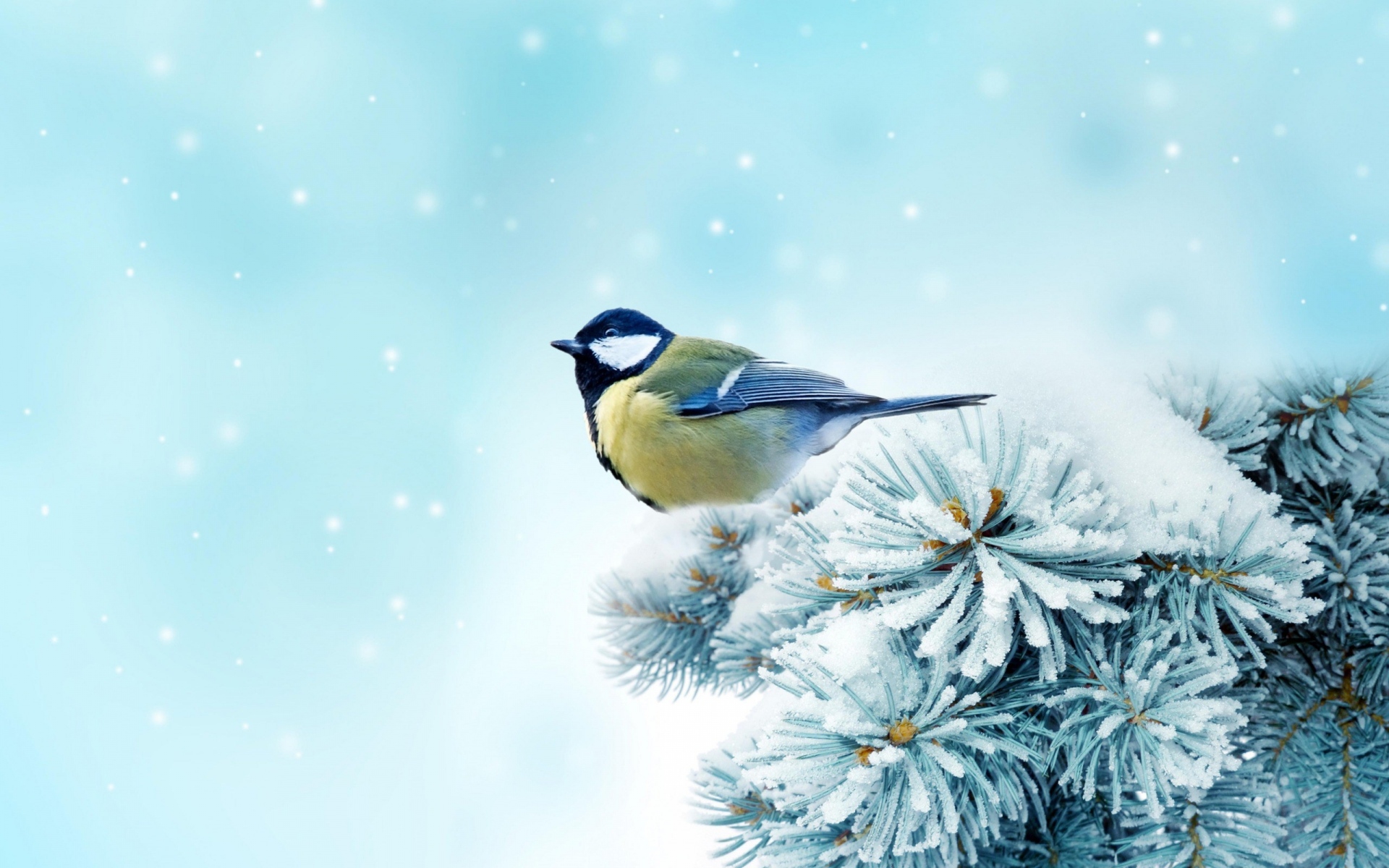 Картинки Птица, chickadee, ель, снег фото и обои на рабочий стол