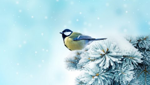 Птица, chickadee, ель, снег