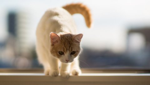 Кошка, хвост, ходьба, красивая
