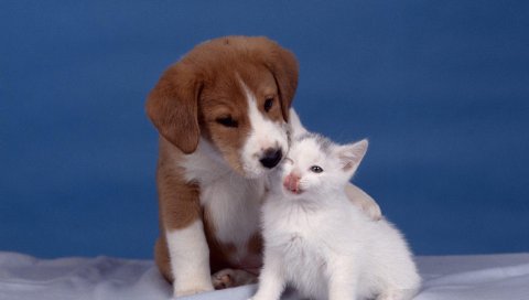 Щенок, котенок, уход