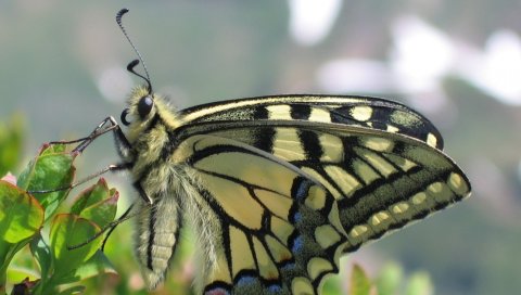 Бабочка, трава, крылья, узоры
