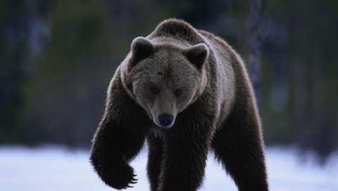 Медведь, снег, прогулка, зверь