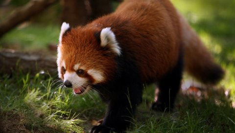 Красная панда, животное, прогулка
