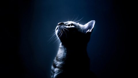 Котенок, тень, глаза, темный фон