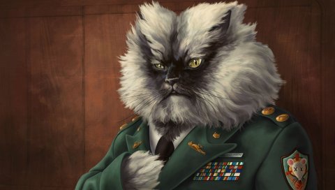 Кошка, пушистая, куртка, военная