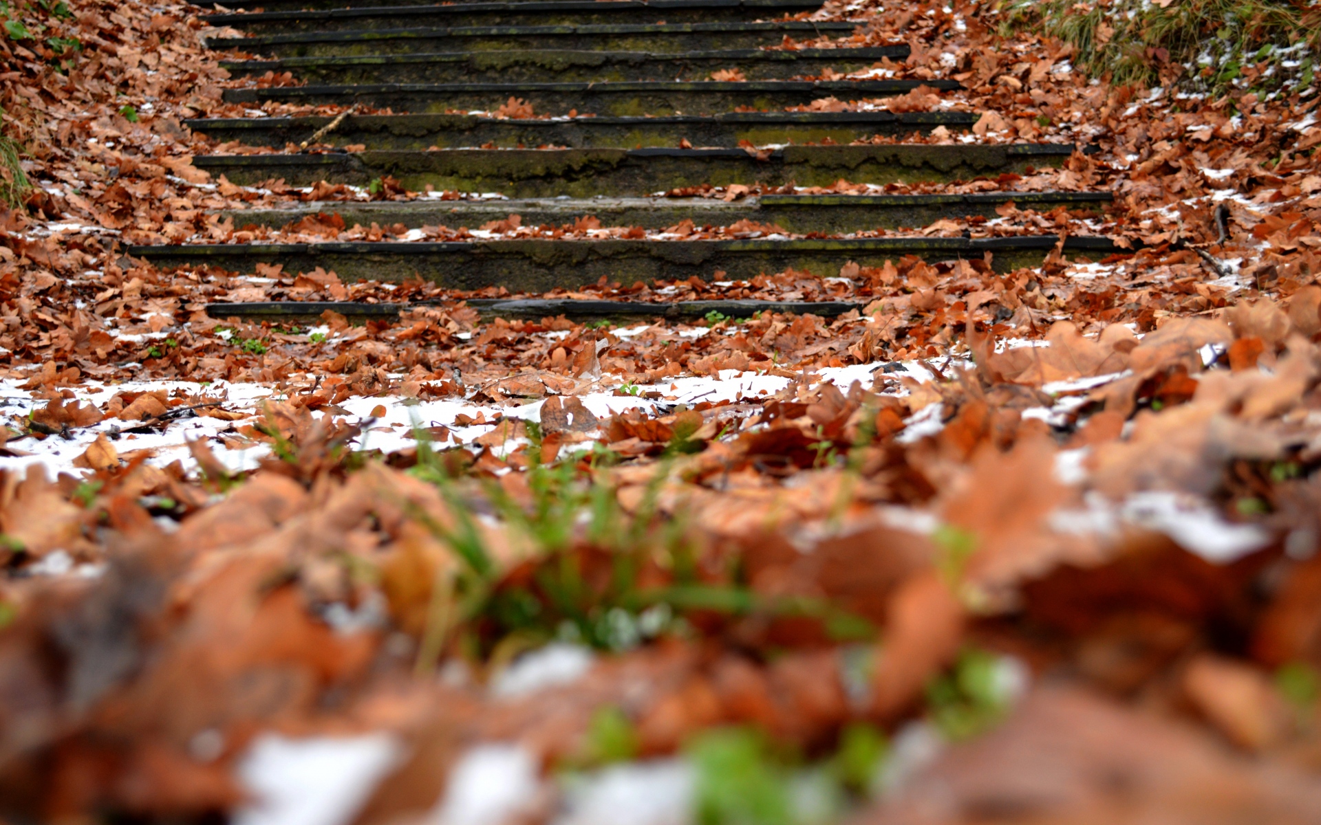 Картинки Осень, шаги, листва, снег фото и обои на рабочий стол
