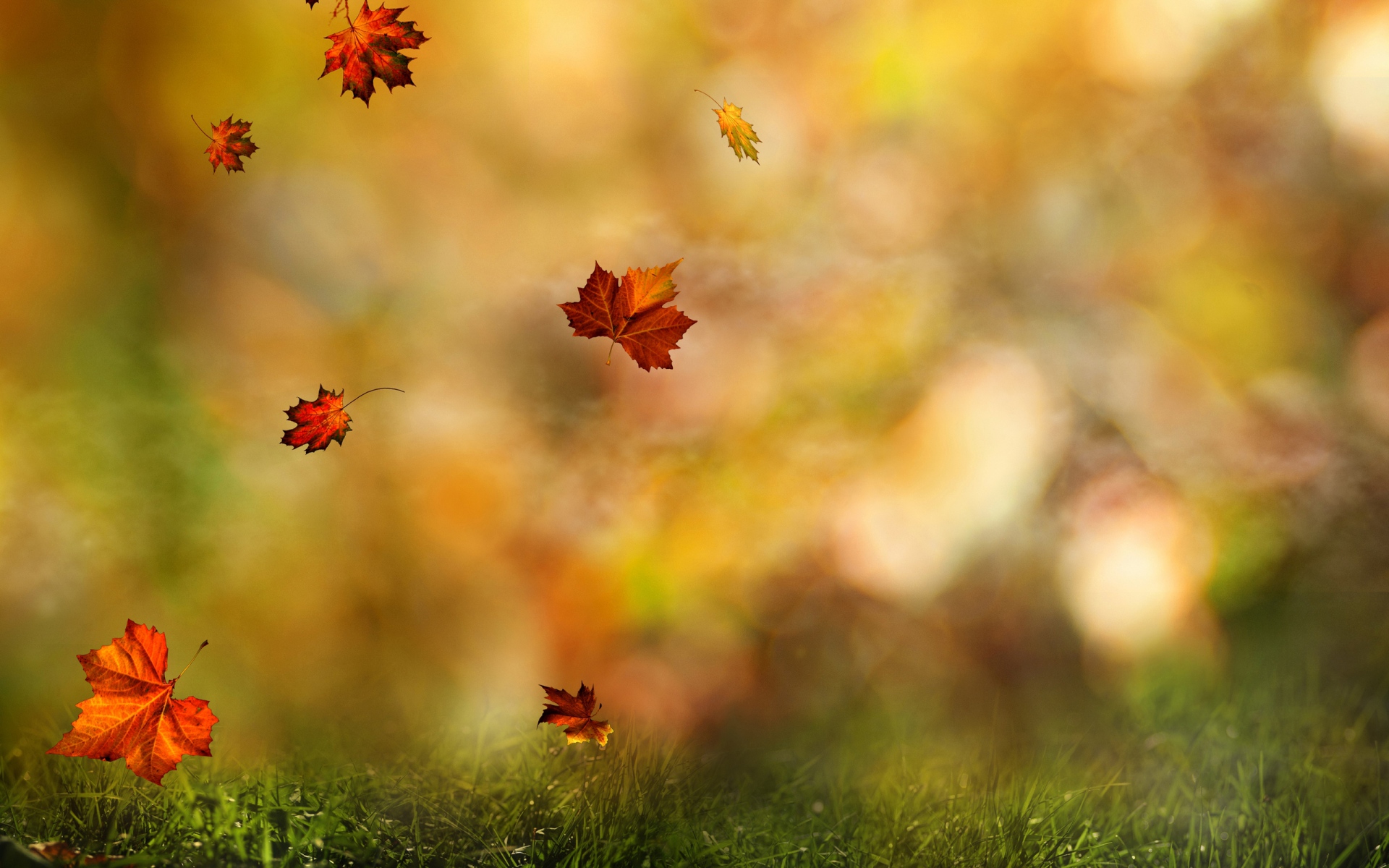 Картинки Листья, клен, полет, трава, осень фото и обои на рабочий стол