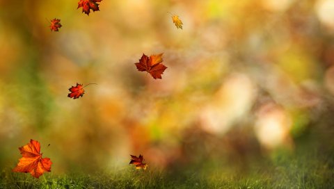Листья, клен, полет, трава, осень