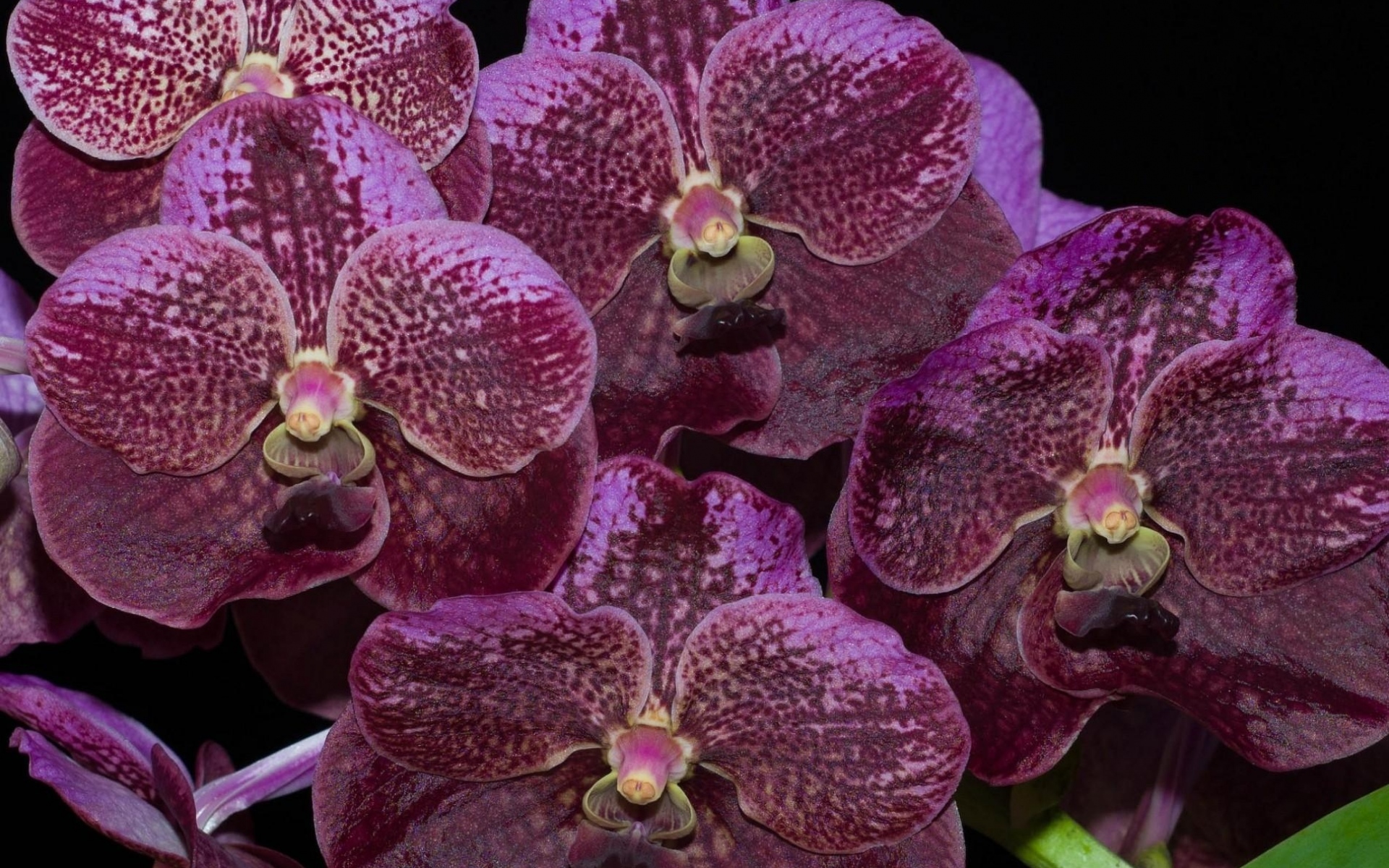 Темно фиолетовые орхидеи фото с названиями