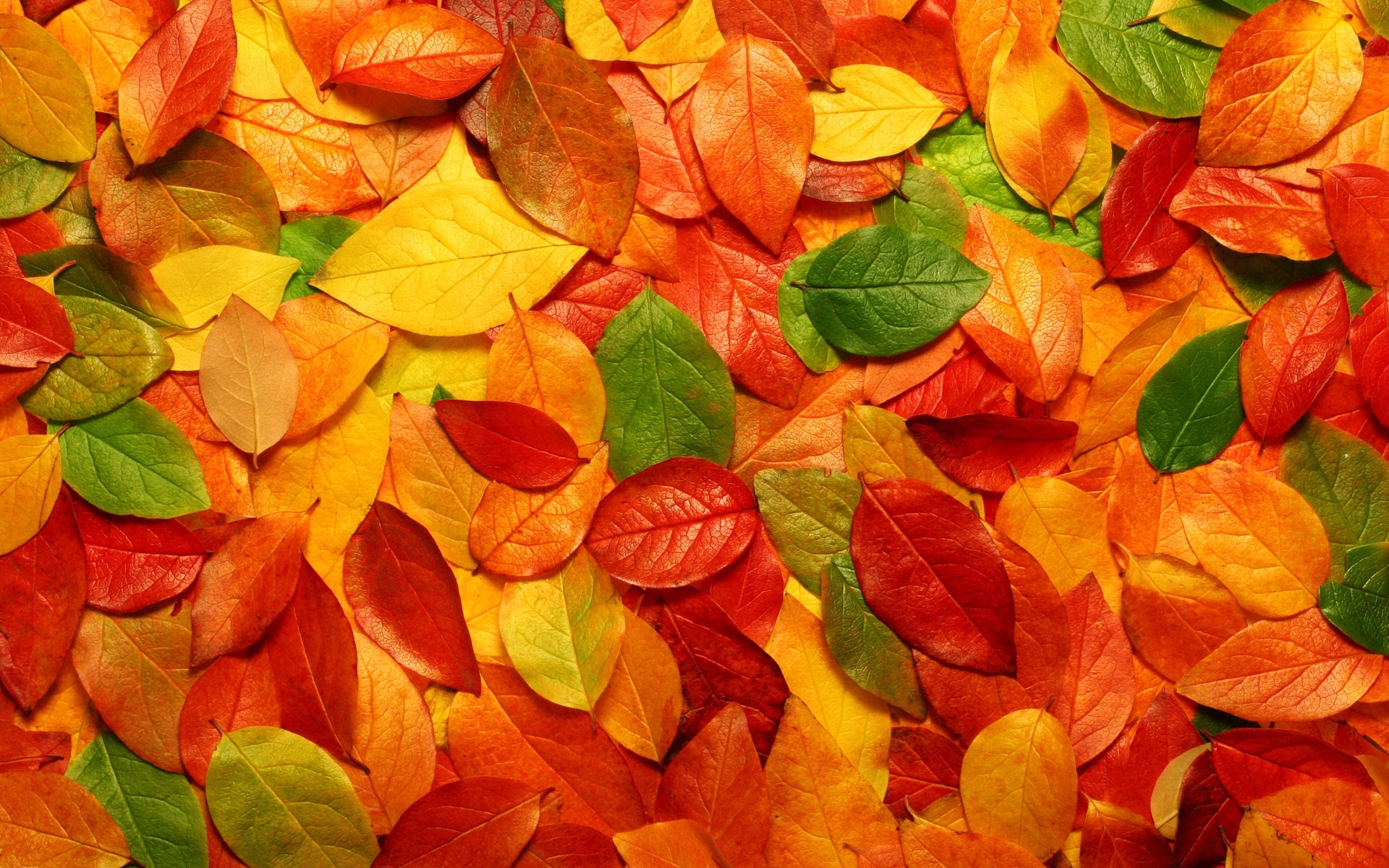Картинки Листья, апельсин, осень, поверхность фото и обои на рабочий стол