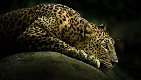 леопард, свет, тень, лечь, большая кошка