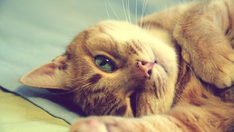 кот, лицо, лапа, игриво, лежат
