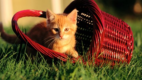 котенок, корзина, трава, свет