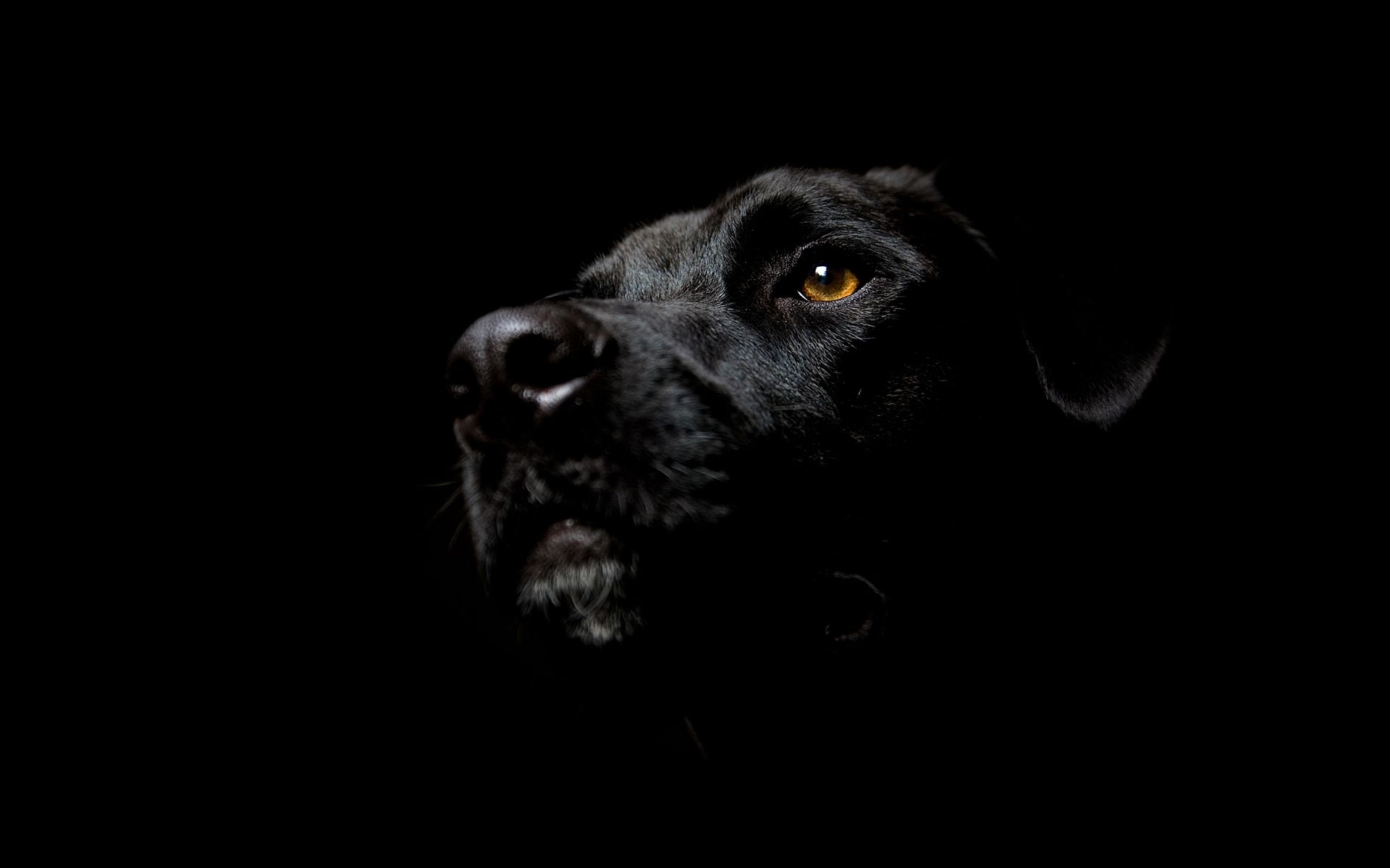 Картинки собаки, черный, черный фон фото и обои на рабочий стол