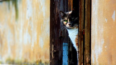 кошки, двери, глядя, пятнистый