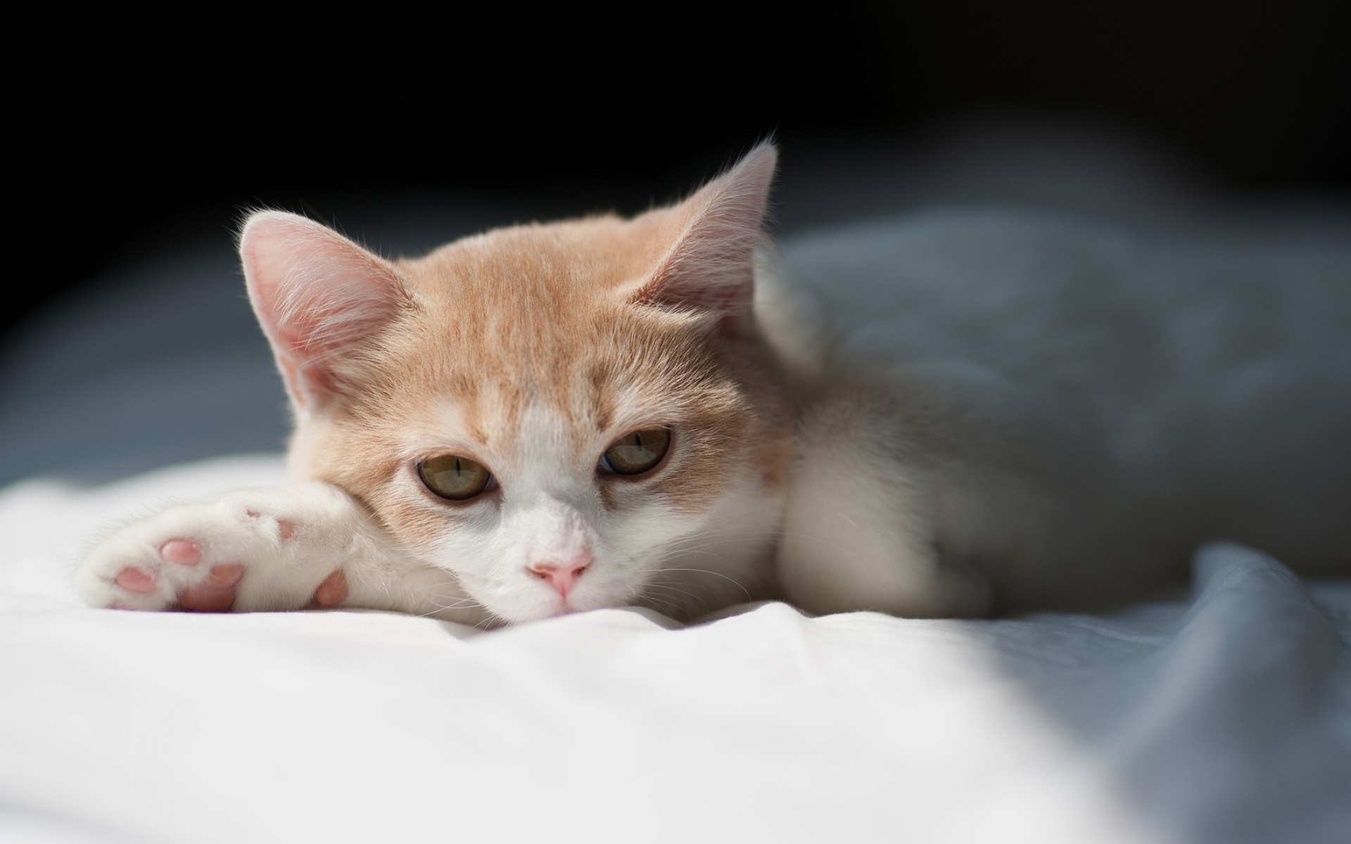 Картинки котенок, кошка, лежа, тень фото и обои на рабочий стол