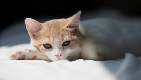 котенок, кошка, лежа, тень