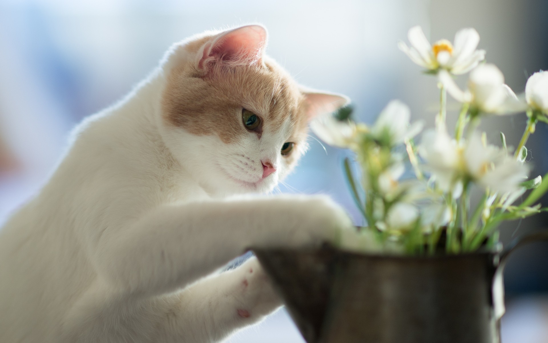 Картинки кошка, цветы, игривая, светлая фото и обои на рабочий стол