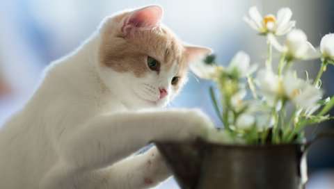 кошка, цветы, игривая, светлая