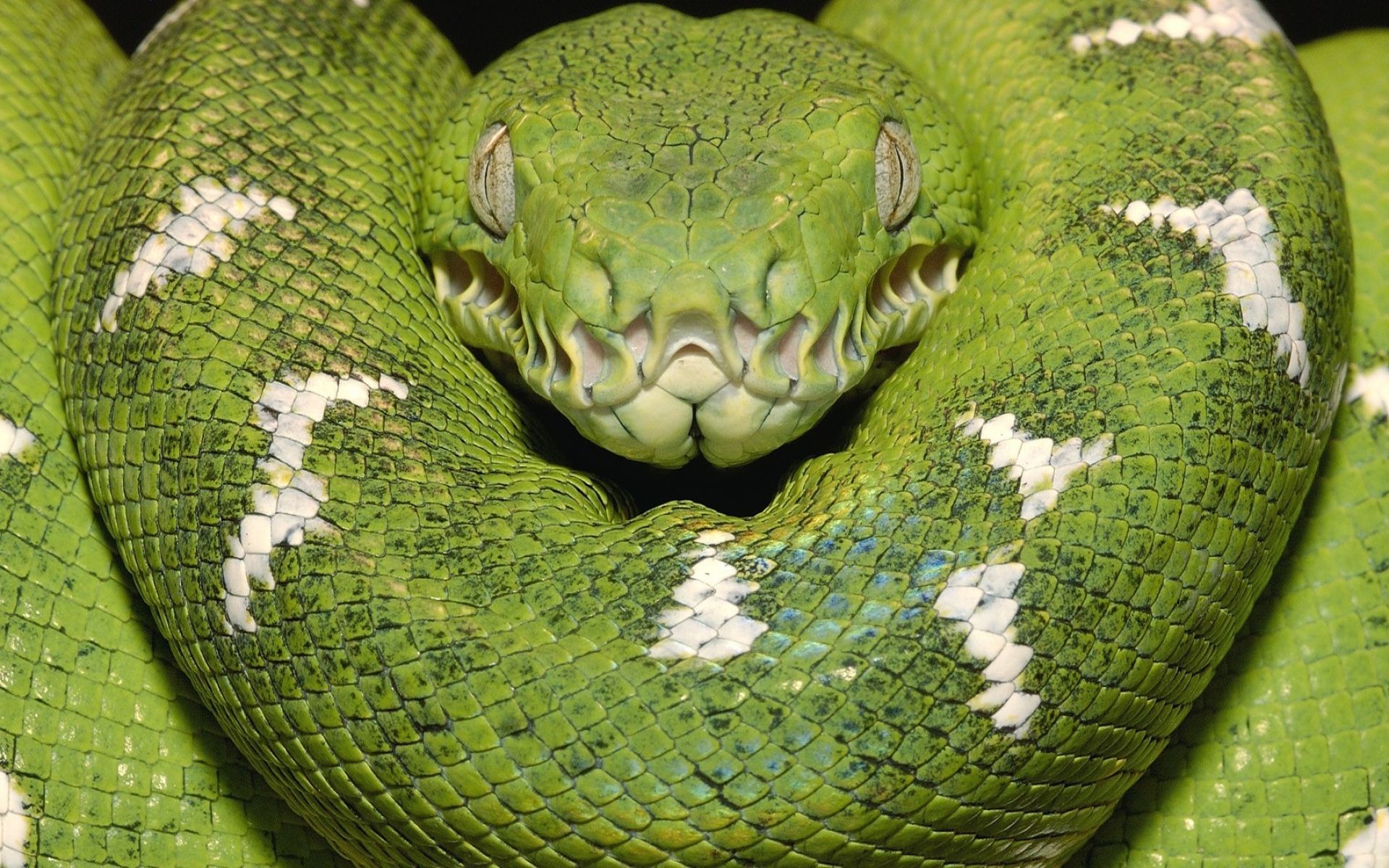 Глаза питона. Зеленая Анаконда. Салатовая змея.