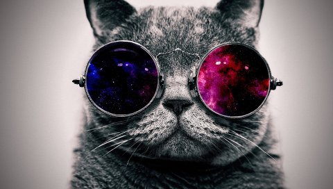 кошка, лицо, очки, толстый