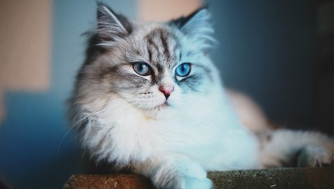 кот, пушистый, лицо, ложь