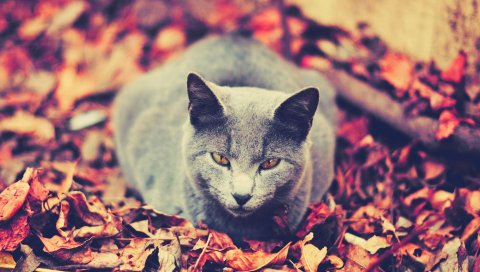 кошачьи, листья, сидеть, темные, осень