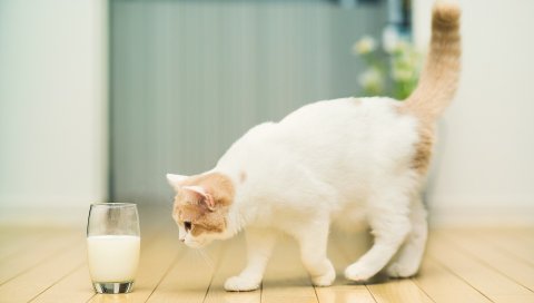 кошка, стекло, молоко, пол, пятнистая