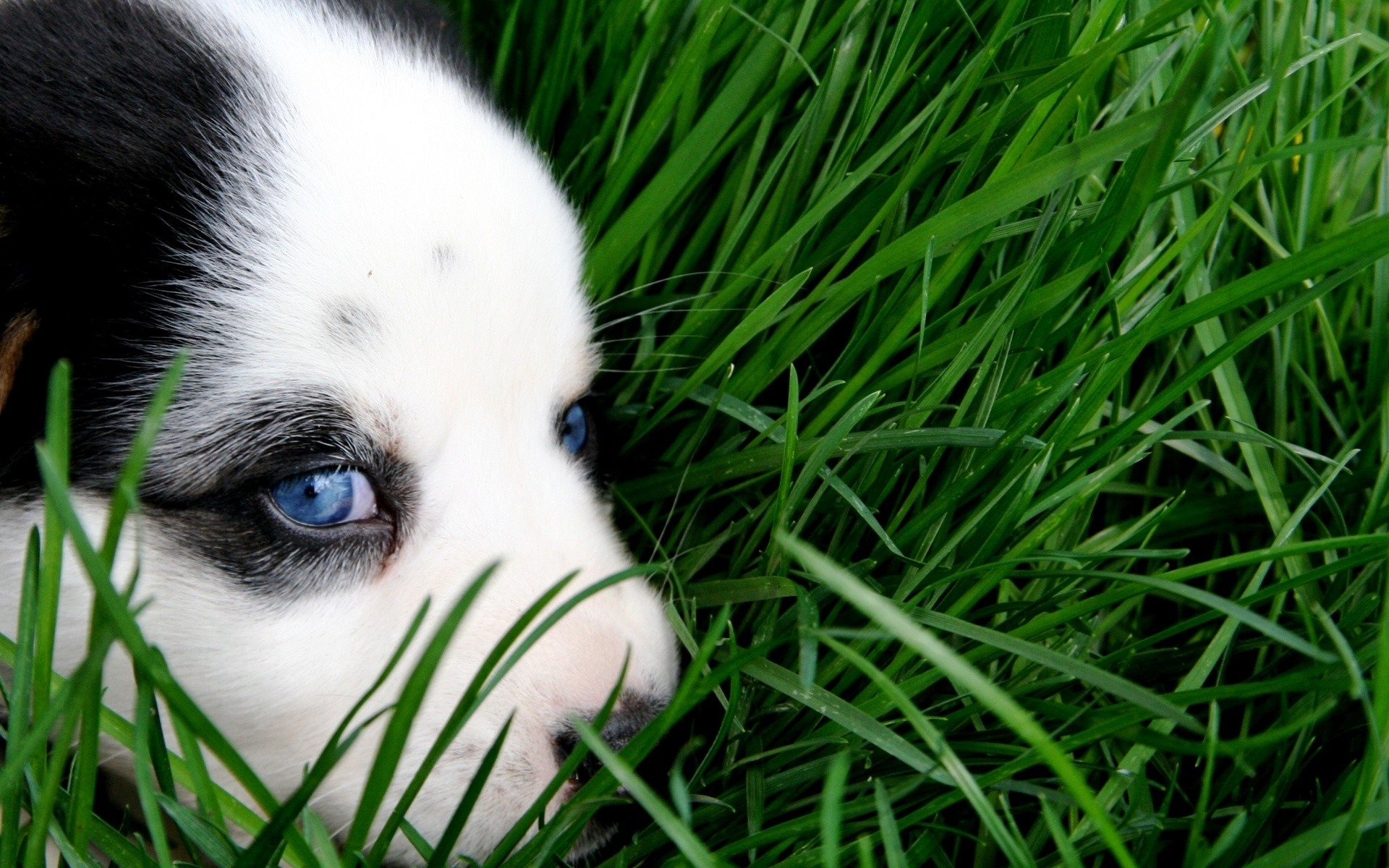 Картинки щенок, голубые глаза, лицо, трава, собака фото и обои на рабочий стол