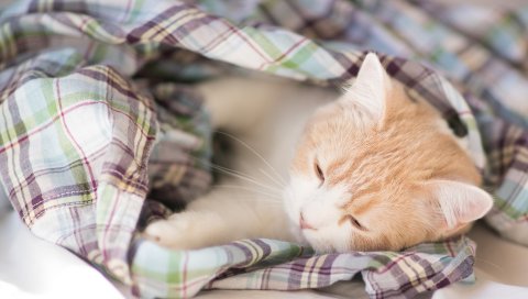 котенок, одеяло, лечь, спать, пятнистые