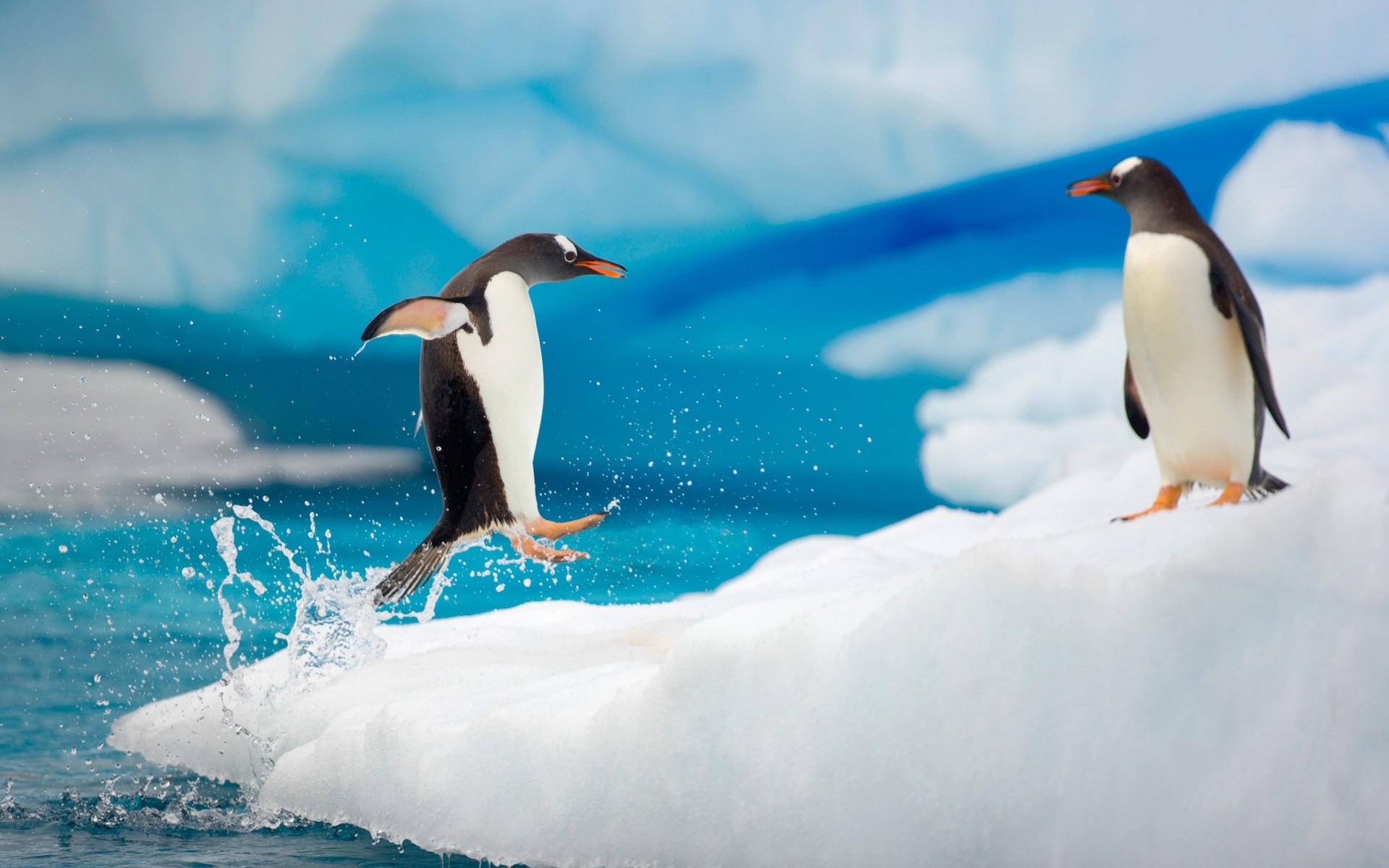 Картинки пингвины, пара, снег, лед, арктические, прыгать, Антарктида фото и обои на рабочий стол