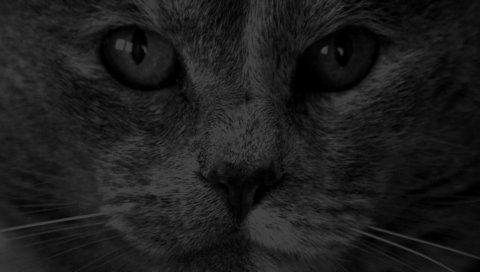 кошка, британец, лицо, пушистая, цвет