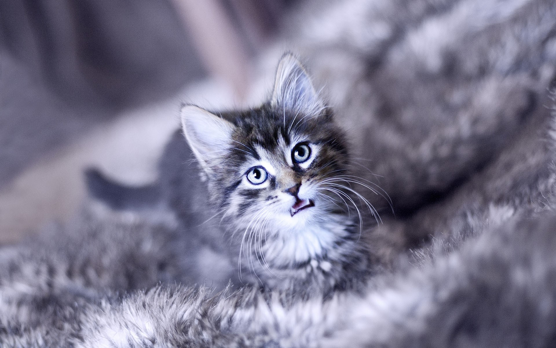 Картинки котенок, плача, лицо, пушистый, кот фото и обои на рабочий стол