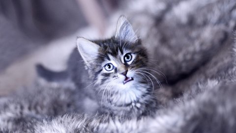 котенок, плача, лицо, пушистый, кот