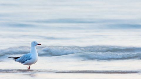 чайки, птицы, море, вода