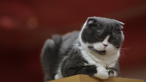 кошка, цвет, пестрый, сон