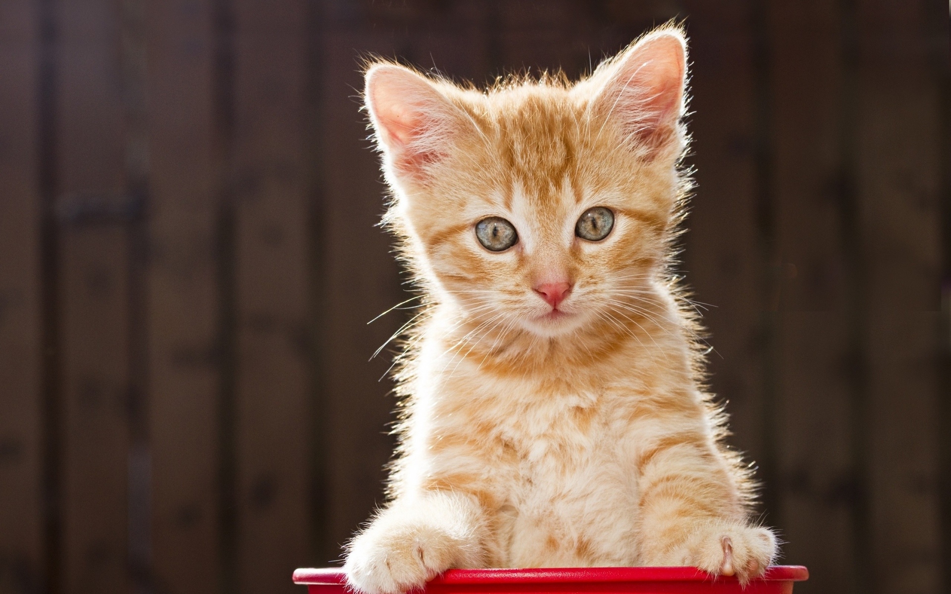 Картинки котенка, лицо, полосатый, думает , страх фото и обои на рабочий стол
