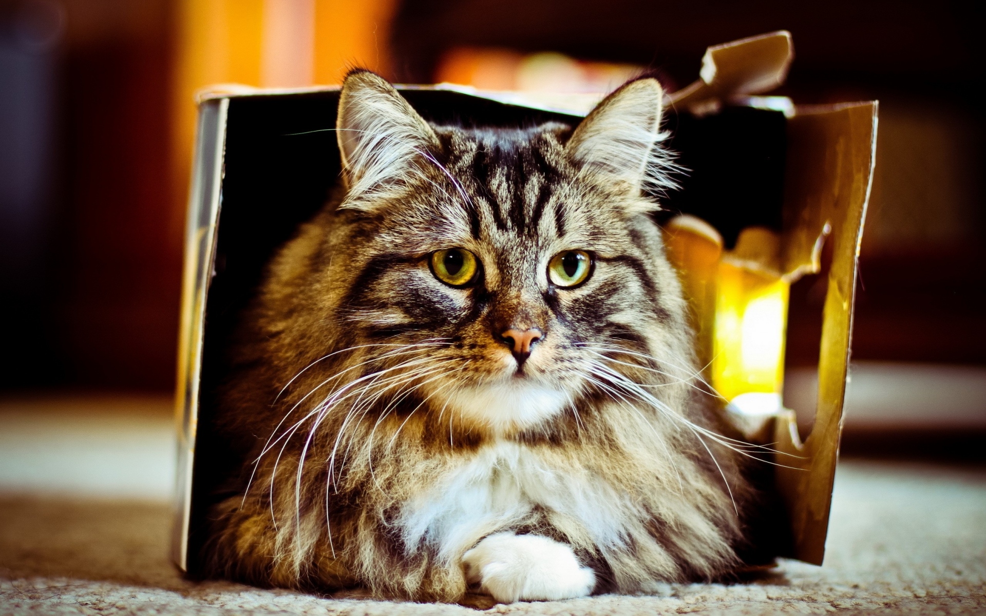 Картинки кошки, коробка, ложь, пушистые фото и обои на рабочий стол