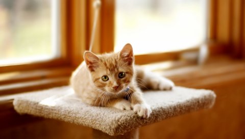 котенка, когтеточки, кошка, ложь, легкие