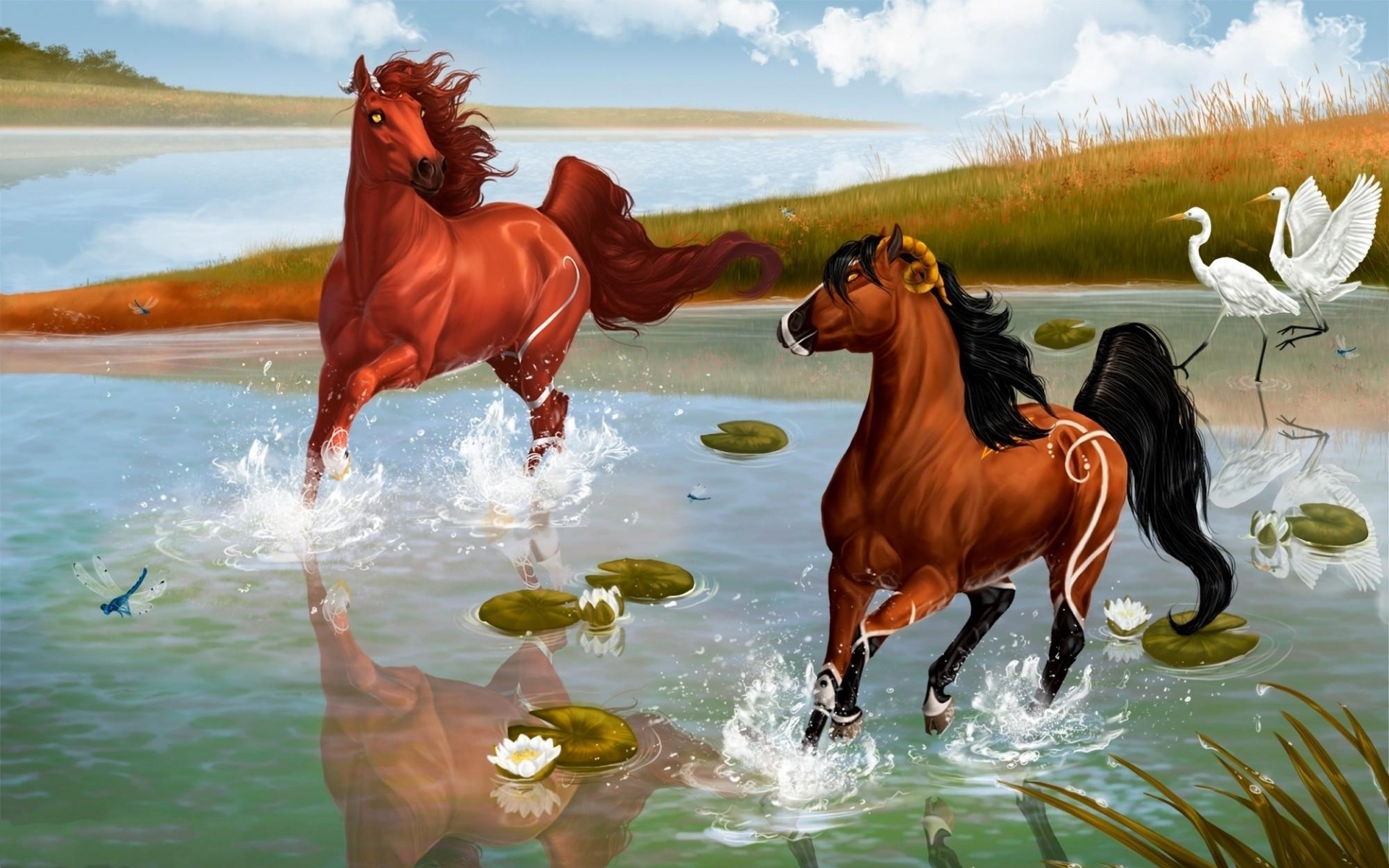 Картинки лошади, пара, игра, вода, брызги, пруд, цапли фото и обои на рабочий стол