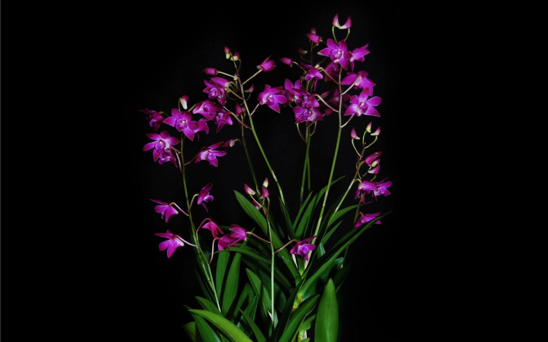 Картинки орхидеи, экзотические, черный фон, контраст фото и обои на рабочий стол
