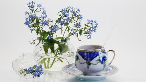 незабудки, цветы, маленькие, кувшин, чай пара