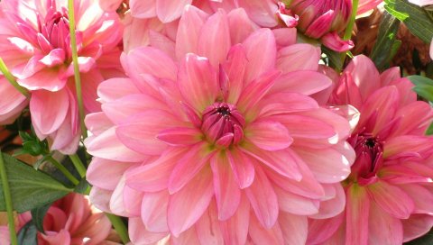 георгин, лепестки, розовый, макро, много